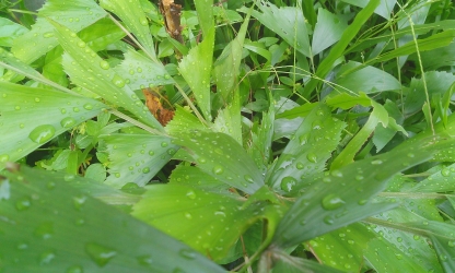 raindrops on leafs