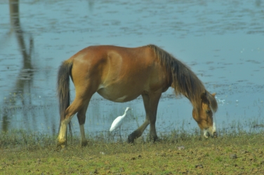 horse 