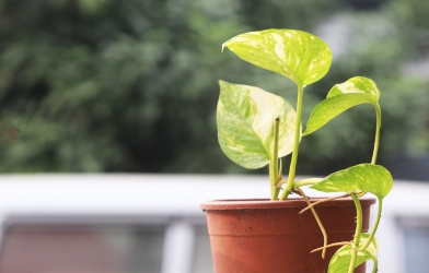 Money plant in a pot