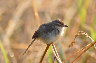 Bird, bird on paddy plant, paddy field, food, earth, nature, 